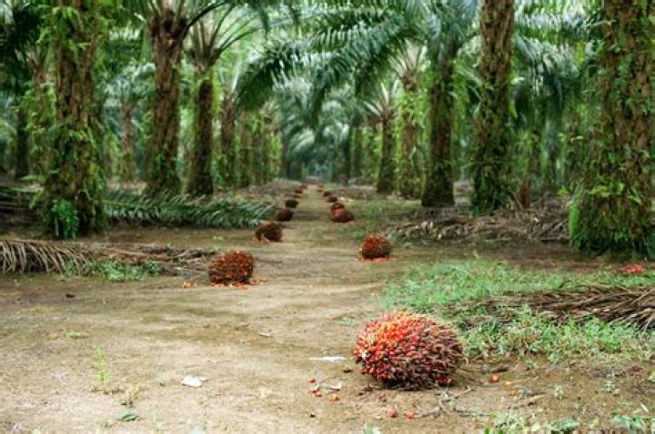 Where does palm reading come from?