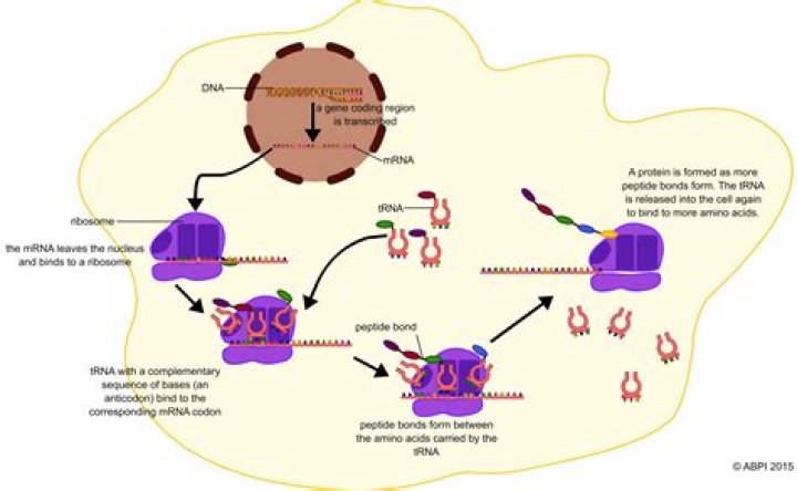 Where does protein synthesis occur in plants?