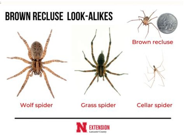 Where does the brown recluse live?