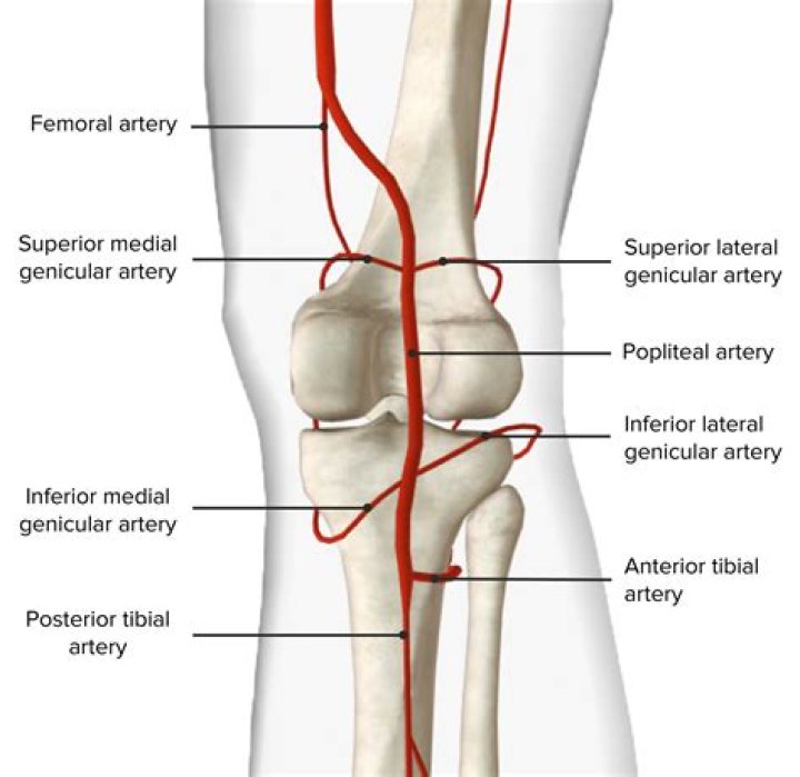 Where does the popliteal artery start?