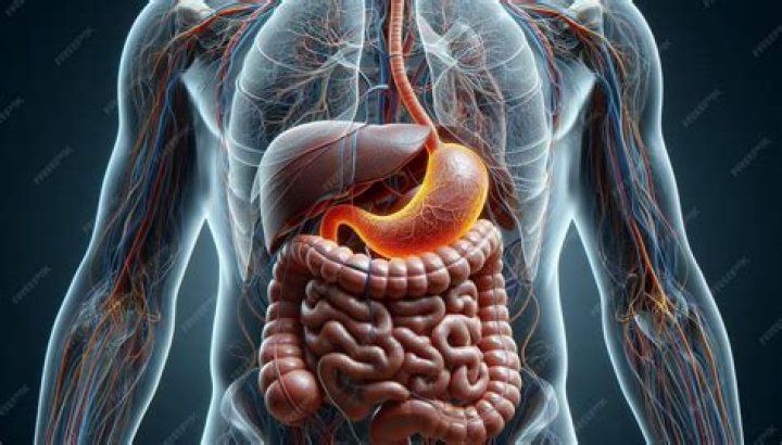 Where does the stomach channel begin?