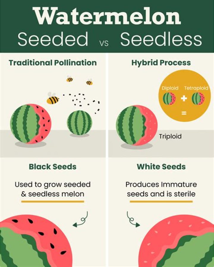 Where does the word seedy come from?