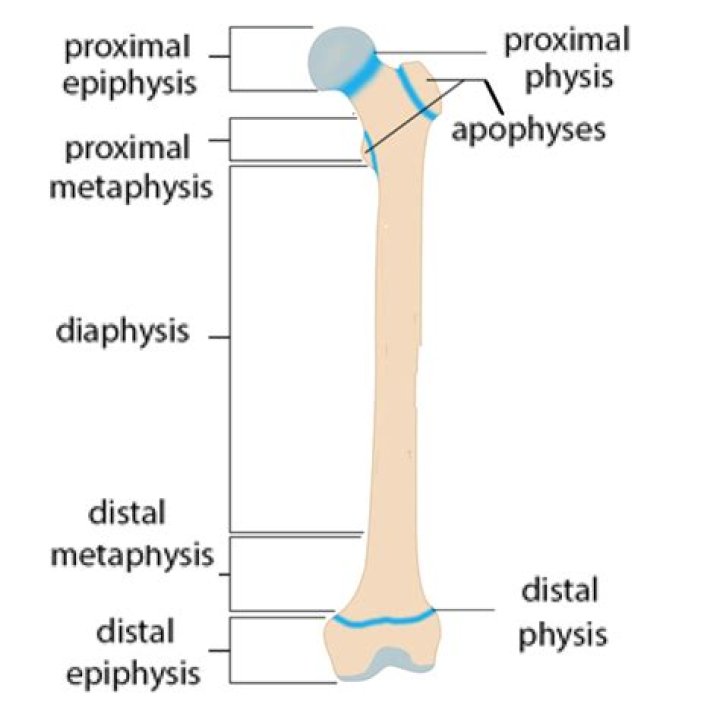 Where is Diaphysis located? | ContextResponse.com