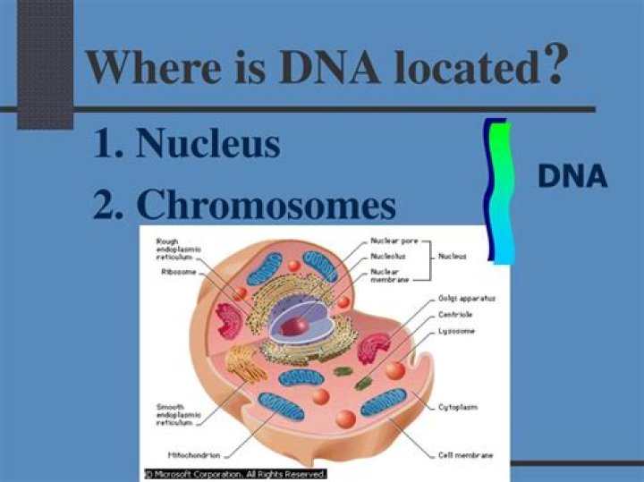 Where is DNA located?