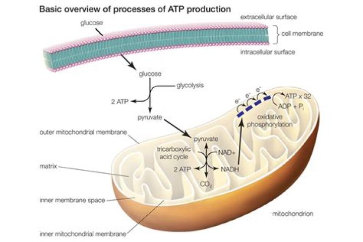 Where is glycolysis found?