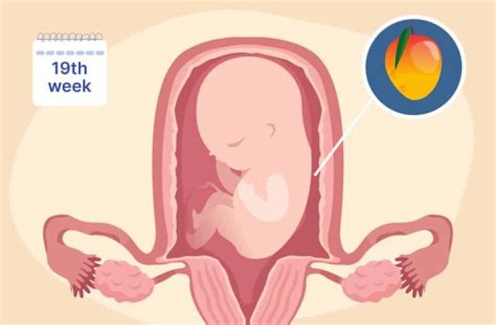 Where is my uterus at 12 weeks pregnant?