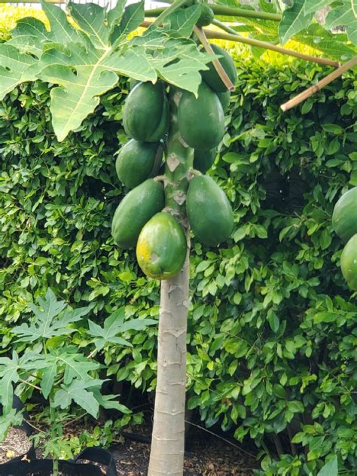 Where is papaya grown in India?