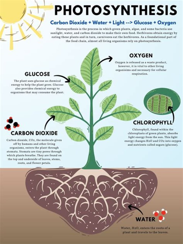 Where is sugar produced in photosynthesis?