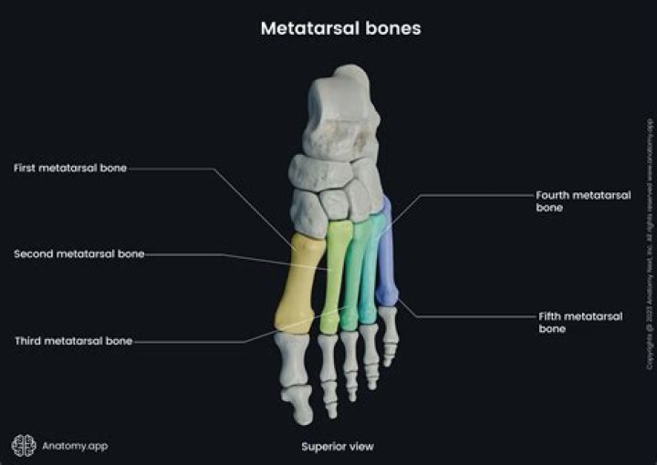 Where is the 1st metatarsal?