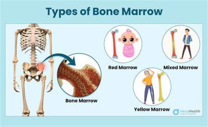 Where is the bone marrow located?