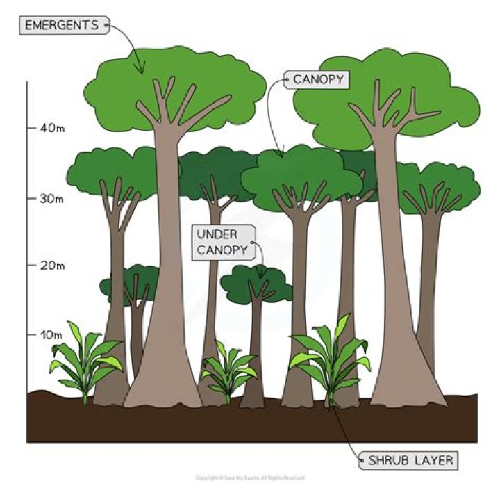 Where is the canopy of a tree?