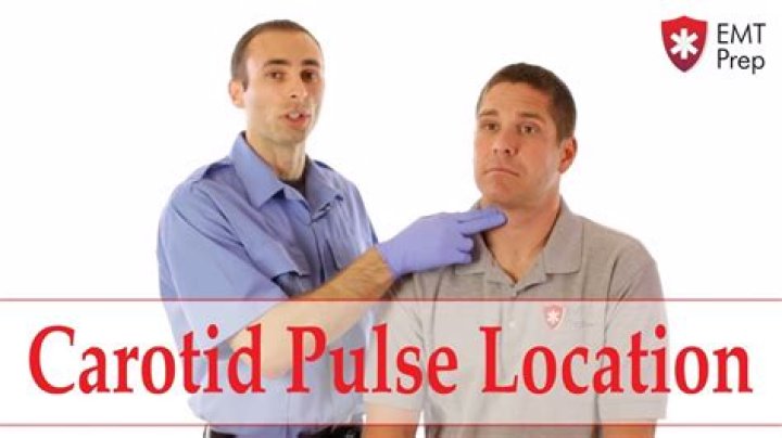 Where is the carotid pulse located?