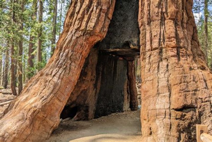 Where is the giant sequoia tree that you can drive through?