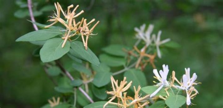 Where is the Japanese honeysuckle invasive?