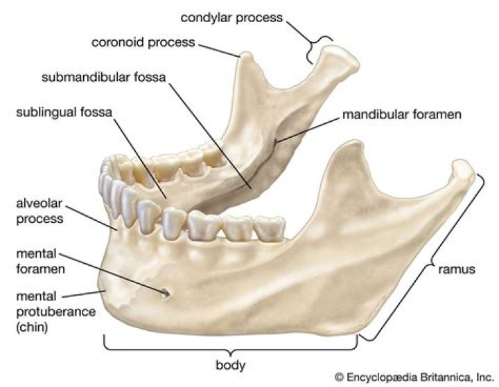 Where is the mandibular Ramus located?