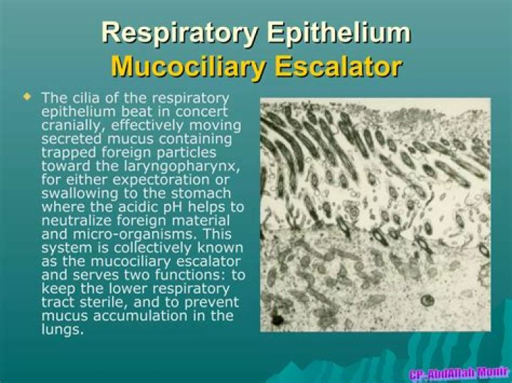 Where is the mucus escalator?