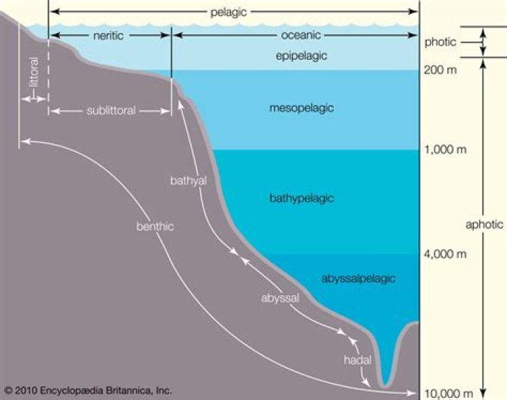 Where is the pelagic zone located?