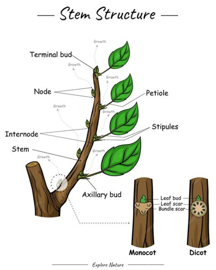 Where is the stem of a flower?
