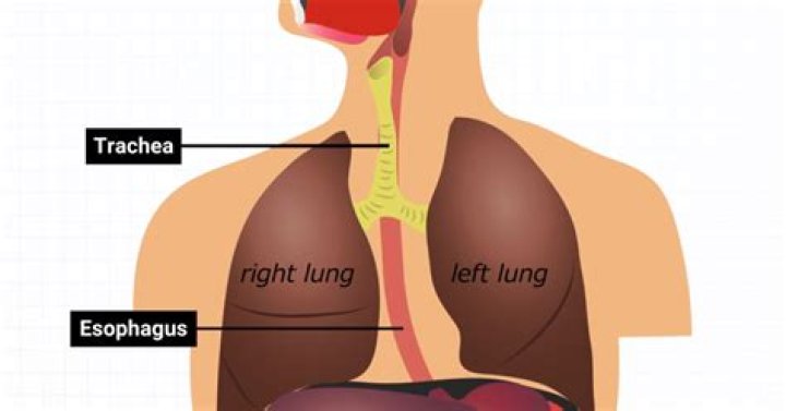 Where is the trachea located on the body?