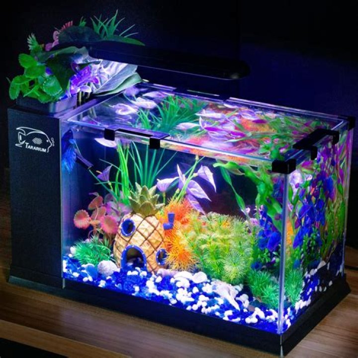Where should I put my fish tank?