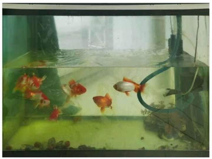 Where should the thermometer be placed in a fish tank?