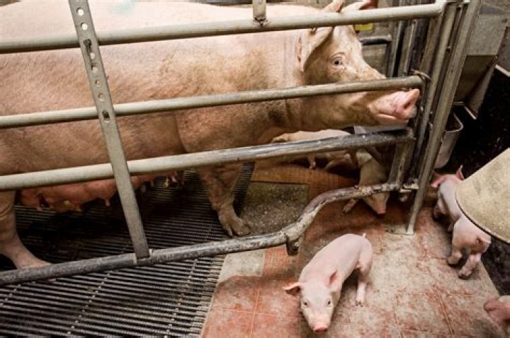 Where would you find the entrails of an animal?
