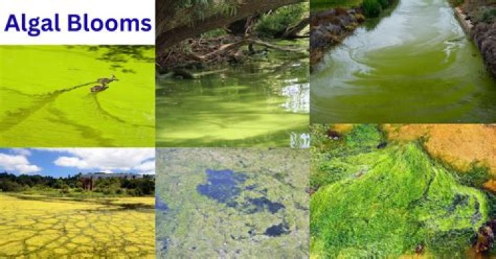 Which algae causes red rust of tea?