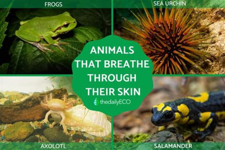 Which animal breathes through its skin?