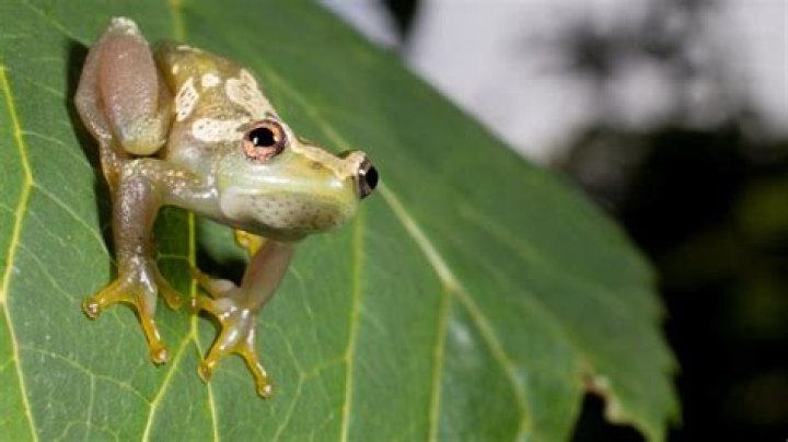 Which animal sound is croak?