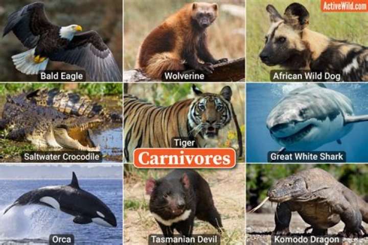 Which animals are carnivores?