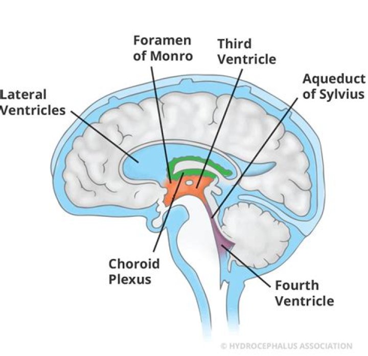 Which area is continuous with the 4th ventricle of the brain?
