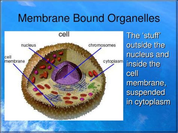 Which cell organelles are membrane bound?