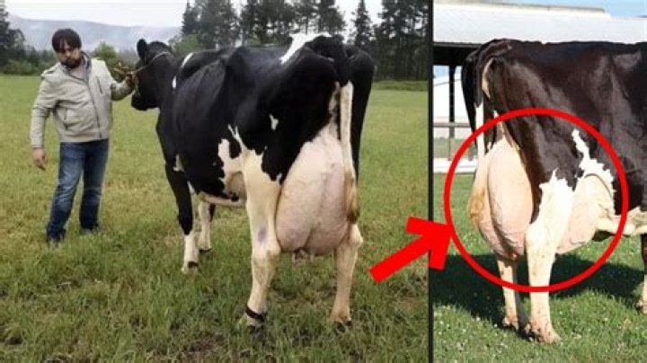 Which cow gives more milk?