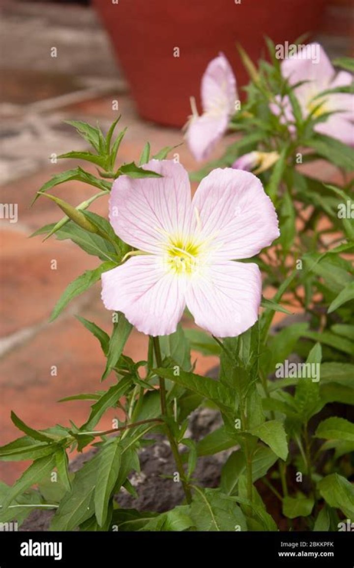Which flower has green petals?