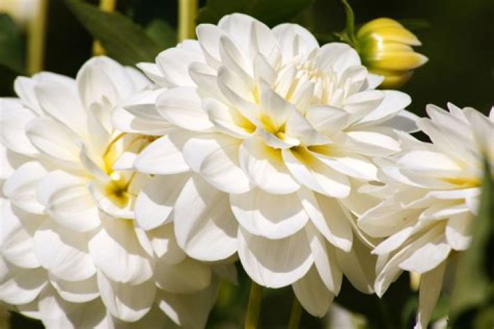 Which flower is * white * In Colour?