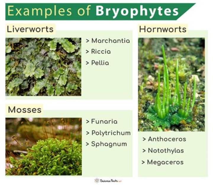 Which is found only in plants of the phylum Anthophyta?
