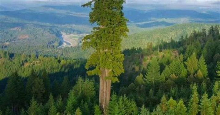 Which is the tallest living tree?
