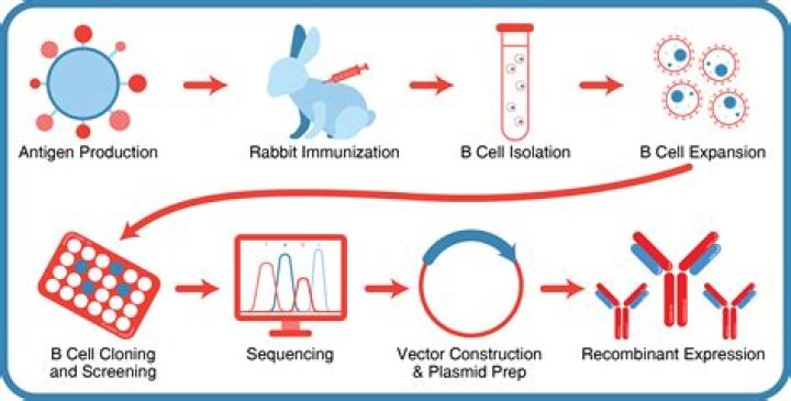 Which leukocyte is responsible for creating antibodies?