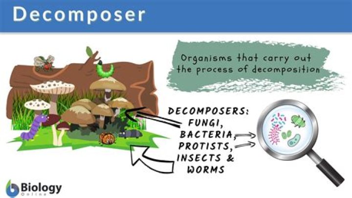Which microorganisms are decomposers?