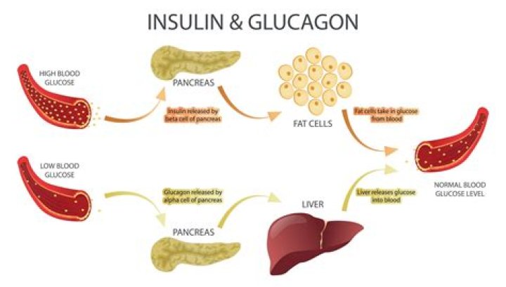 Which mineral has the main function of increasing insulin's effectiveness in cells?