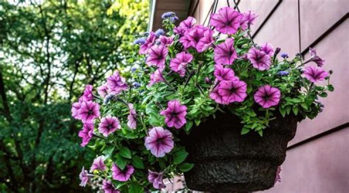 Which petunias are scented? | ContextResponse.com