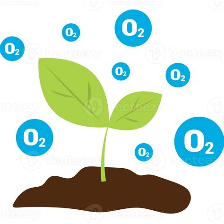 Which plant gives us tea coffee?