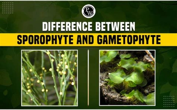 Which plant phyla have a dominant gametophyte generation?