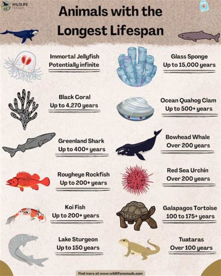 Which popular pet rodent has the longest lifespan?