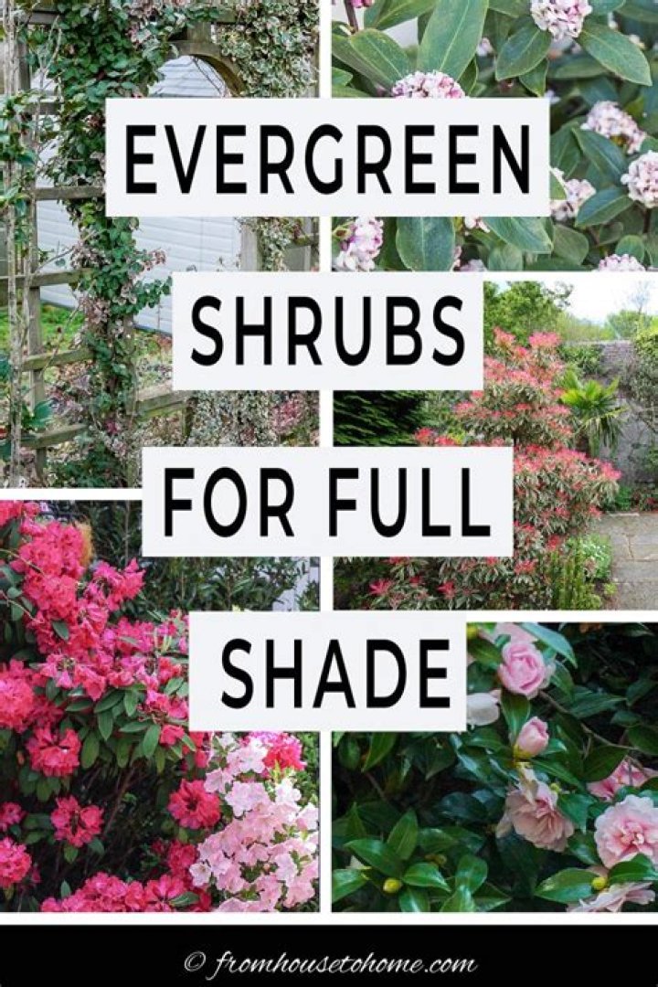 Which shrubs grow well in shade?