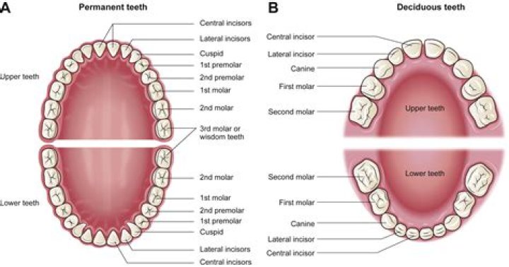 Which teeth are the molars?