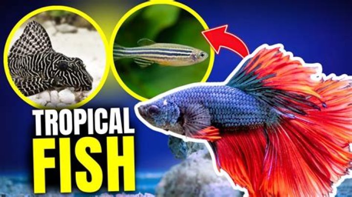 Which tropical fish go well together?