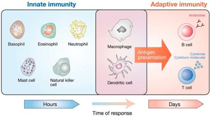 Which type of immunity uses T cells to destroy pathogens within a cell?
