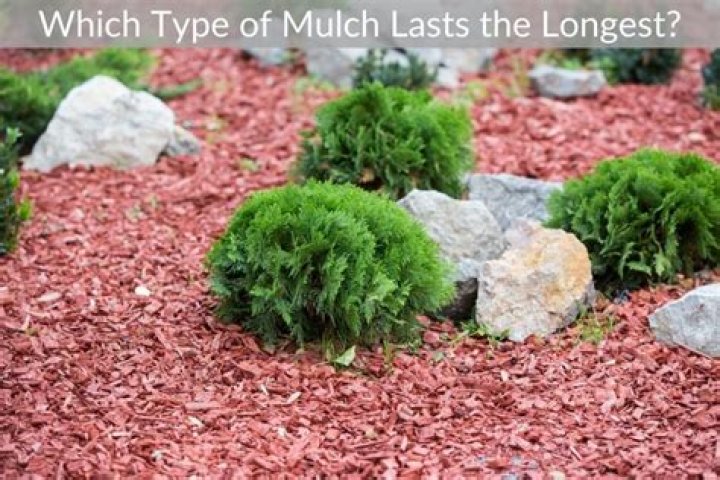 Which type of mulch lasts the longest?