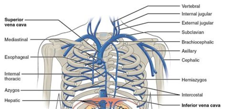 Which vein drains most of the anterior ventricles?